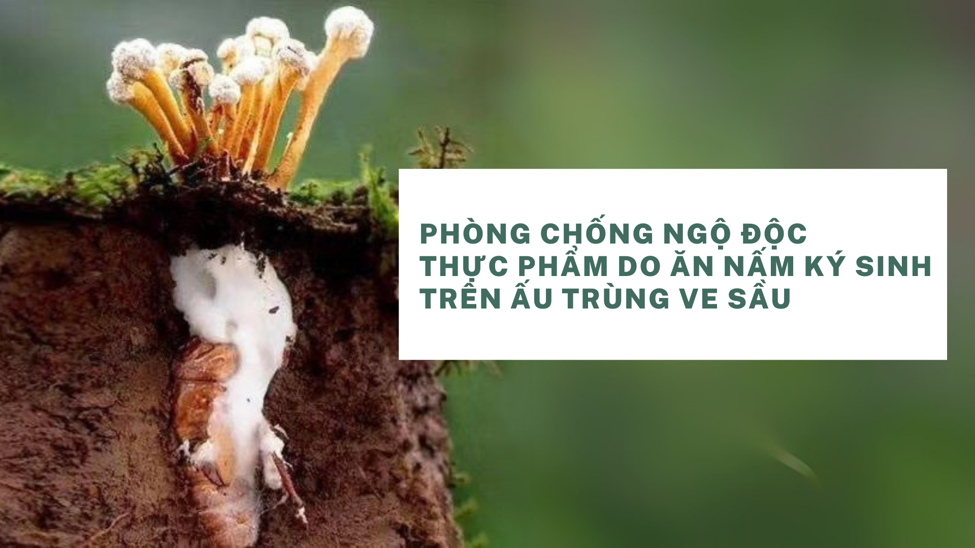 Phòng chống ngộ độc thực phẩm do ăn nấm ký sinh trên ấu trùng Ve sầu