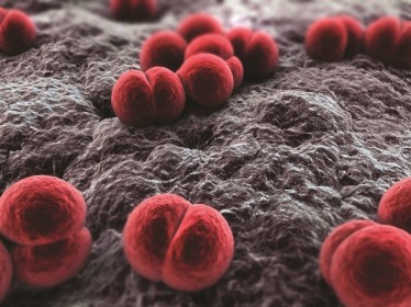 WHO issues recommendations on meningococcal meningitis