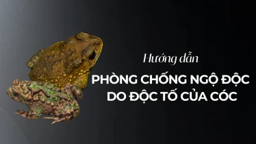 Hướng dẫn phòng chống ngộ độc do độc tố của cóc