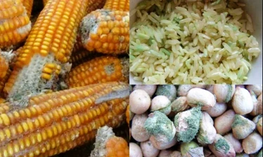 Nấm mốc, hiểm họa tiềm ẩn