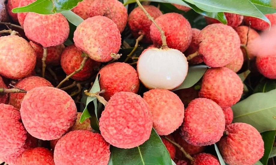 Food safety tips during lychee season