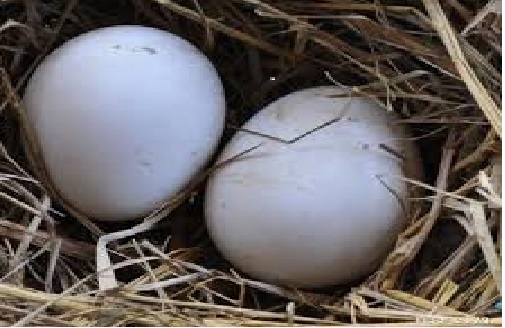 Trứng ngỗng có thật sự tốt cho bà bầu?